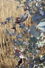 Eucalyptus gamophylla