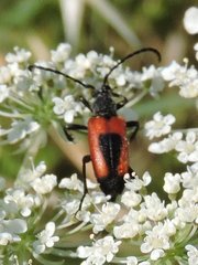 Stictoleptura cordigera