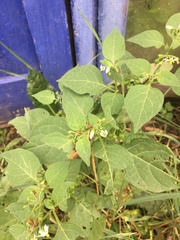 Solanum nigrum