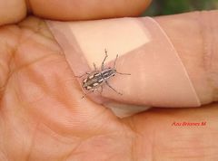 Pantomorus albosignatus