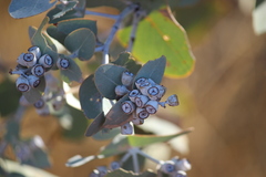 Eucalyptus gamophylla