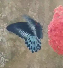 Papilio polymnestor