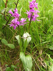 Dactylorhiza euxina