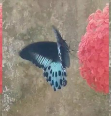 Papilio polymnestor