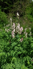 Corydalis caseana brandegeei