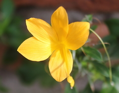 Barleria prionitis