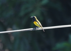 Cinnyris jugularis