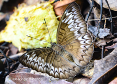 Euthalia monina monina