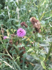 Cirsium arvense