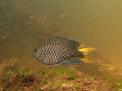 Neopomacentrus taeniurus