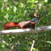 Callosciurus finlaysonii cinnamomeus - Photo (c) Wich’yanan (Jay) Limparungpatthanakij, algunos derechos reservados (CC BY), subido por Wich’yanan (Jay) Limparungpatthanakij