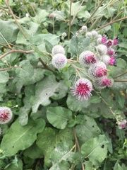 Arctium tomentosum
