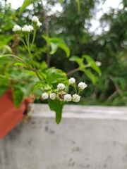 Ageratum conyzoides