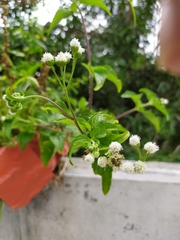 Ageratum conyzoides