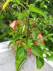 Ageratum conyzoides