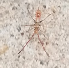 Insecta