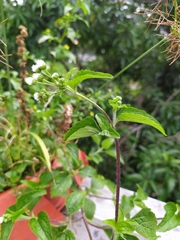 Ageratum conyzoides