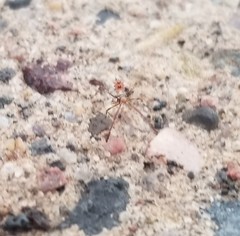 Insecta