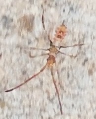 Insecta
