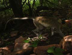 Chlorocebus tantalus