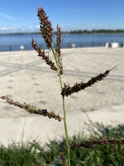 Echinochloa crus-galli