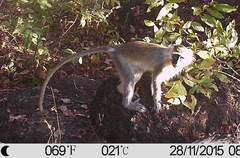 Chlorocebus tantalus