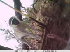 Chlorocebus tantalus