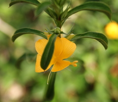 Barleria prionitis