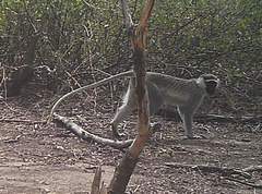 Chlorocebus tantalus