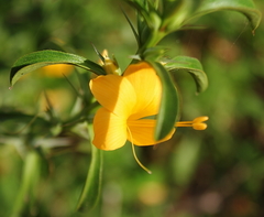 Barleria prionitis