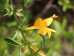 Barleria prionitis