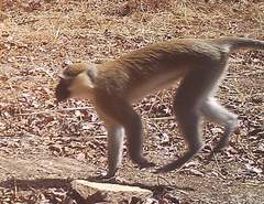 Chlorocebus tantalus