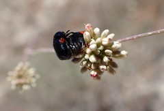 Saxinis saucia