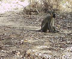 Chlorocebus tantalus