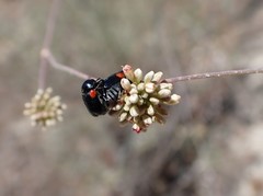 Saxinis saucia
