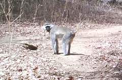 Chlorocebus tantalus