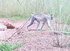 Chlorocebus tantalus