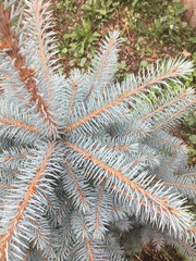 Picea pungens
