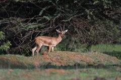 Gazella bennettii