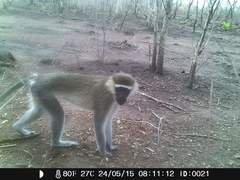 Chlorocebus tantalus