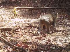 Chlorocebus tantalus