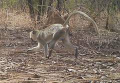 Chlorocebus tantalus