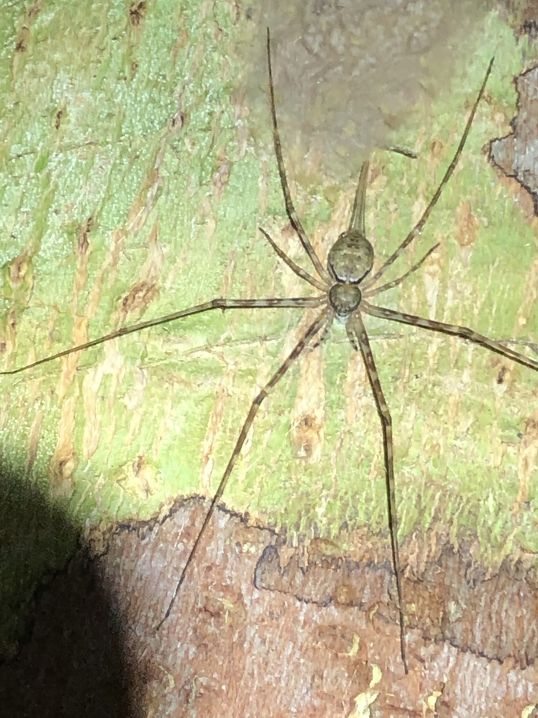 Ypypuera vittata