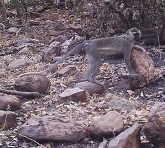 Chlorocebus tantalus