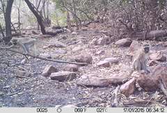 Chlorocebus tantalus