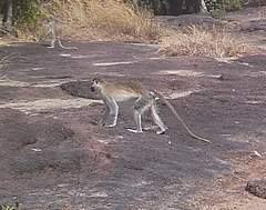 Chlorocebus tantalus