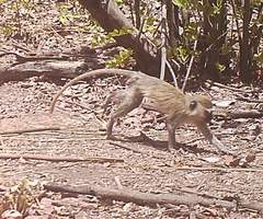 Chlorocebus tantalus