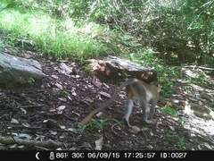 Chlorocebus tantalus