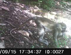 Chlorocebus tantalus