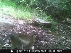 Chlorocebus tantalus